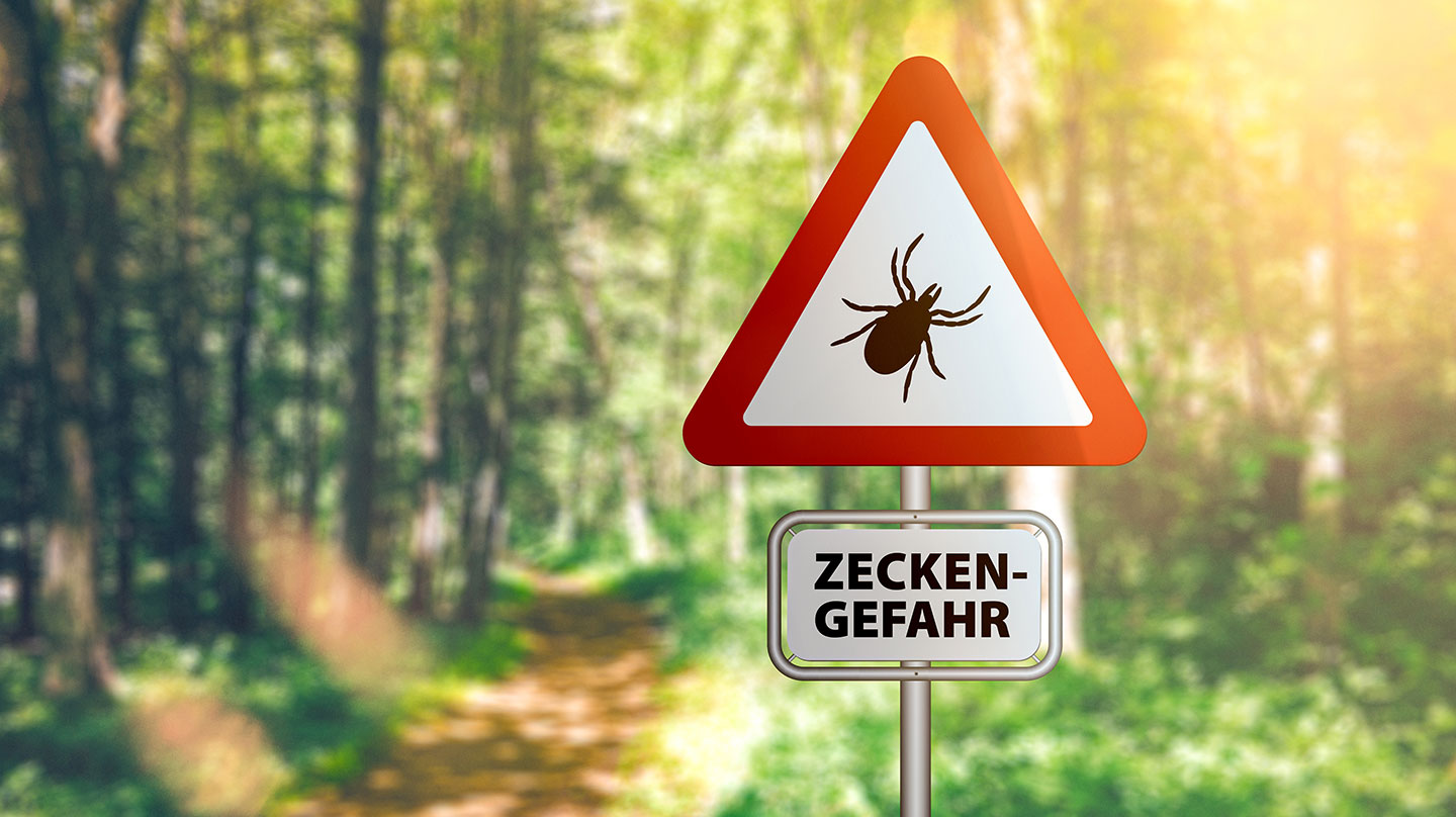 Riesenzecke auf dem Vormarsch Hyalomma Riesenzecke