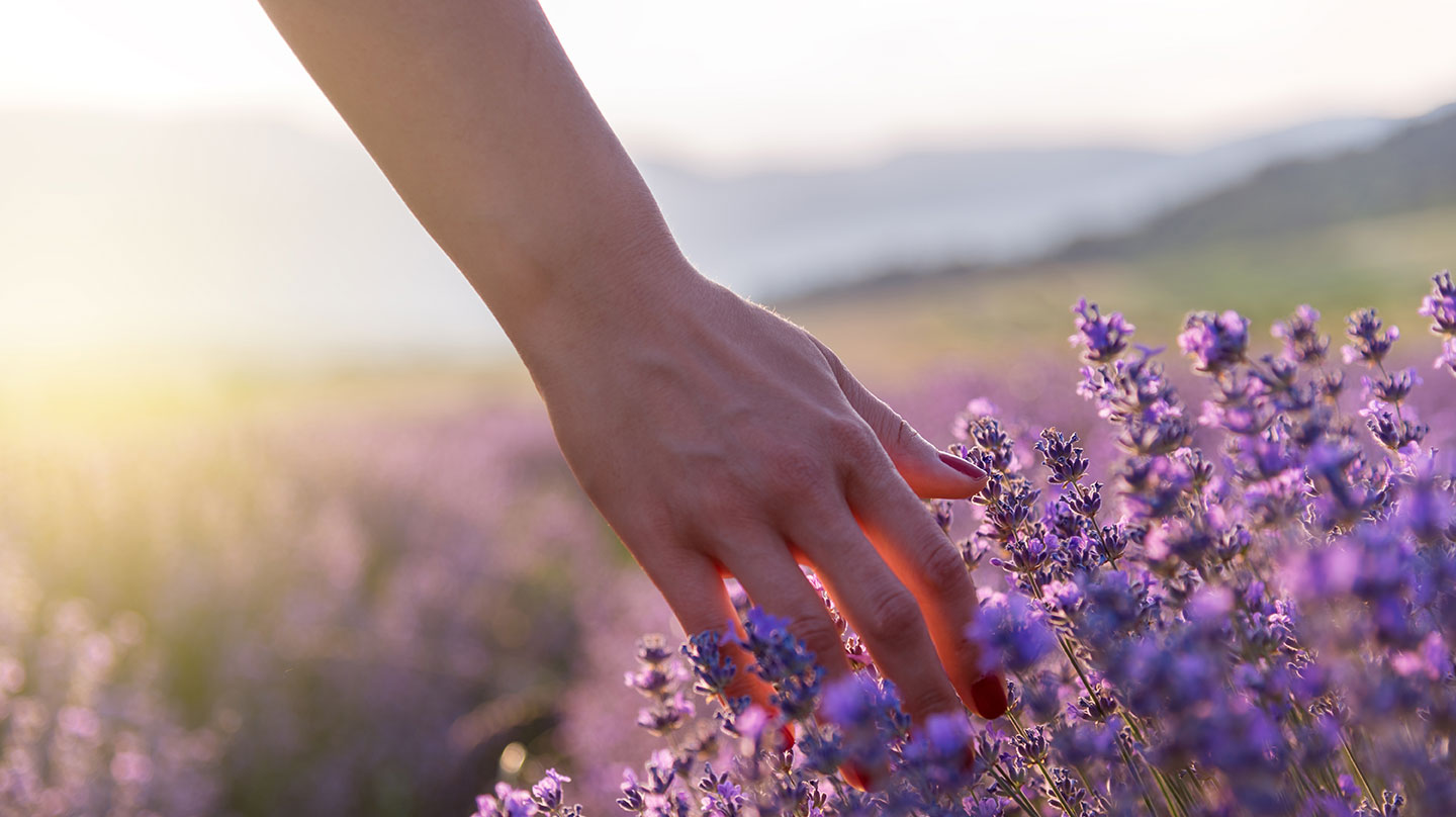 Lavendel bei innerer Unruhe Lavendel hilft bei innerer Unruhe