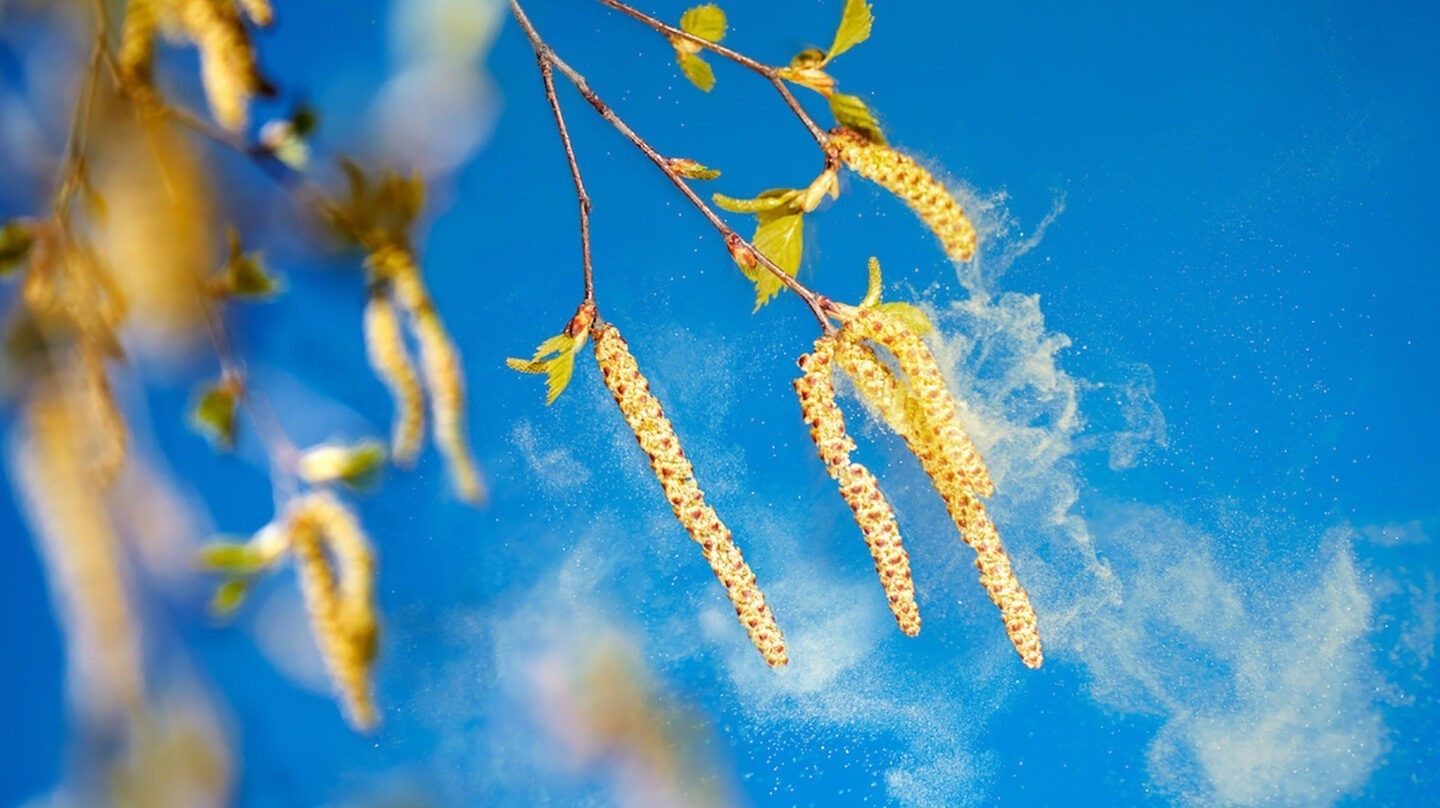 Pollenallergie: Immer häufiger erst im Alter Pollenallergie Symptome: Fliegenden Birkenpollen vor blauem Himmel.