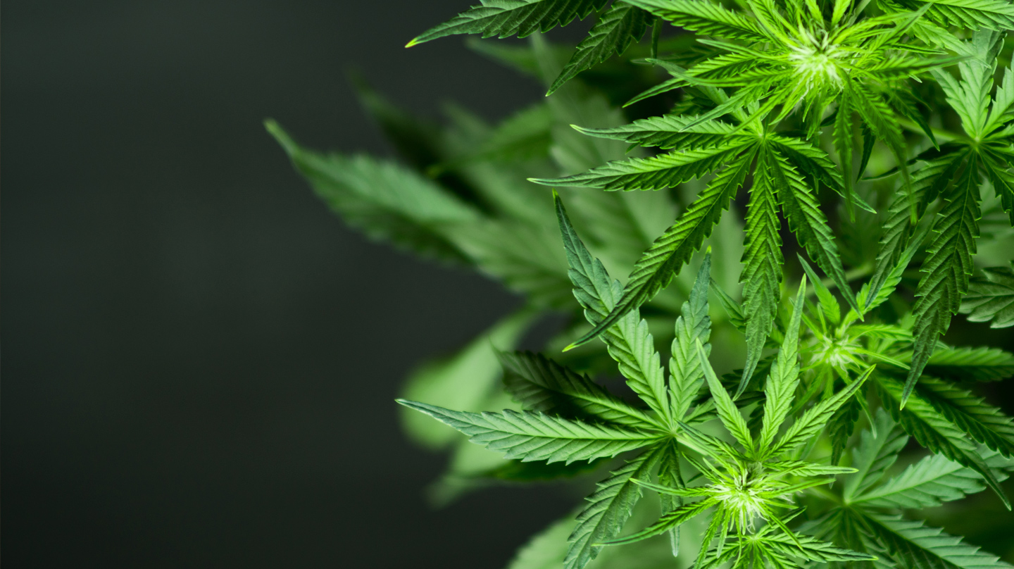 Cannabis: Zwischen Medizin und Modetrend Cannabis: Grüne, handförmige Hanfblätter vor schwarzem Grund.