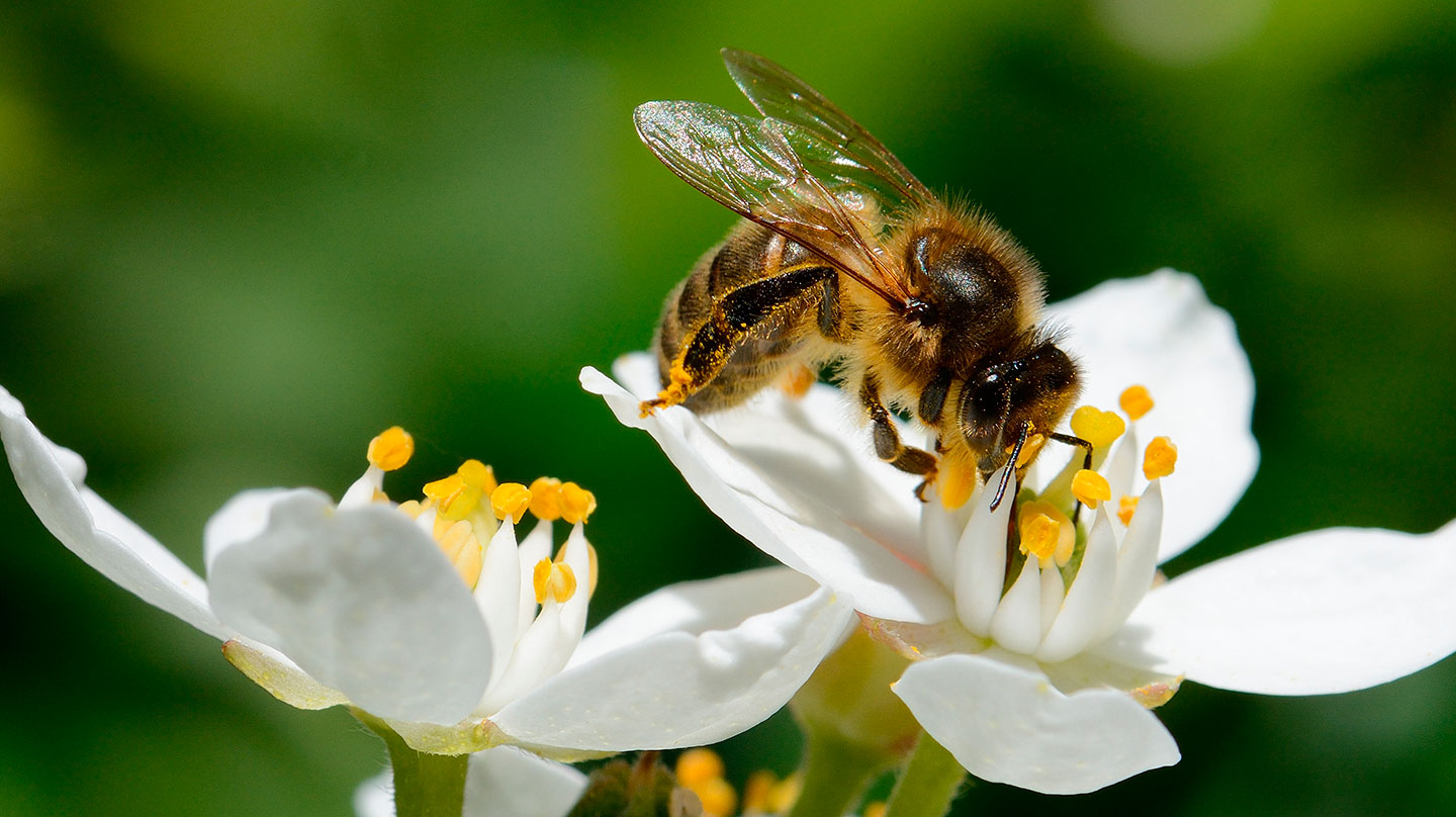 Propolis und Honig – Gesundes von der Biene Propolis und Honig - Gesundes von der Biene