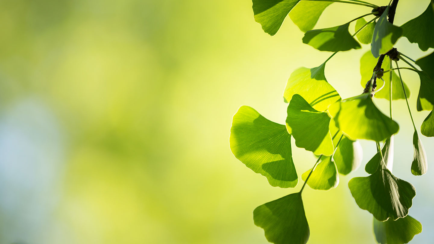 Ginkgo – gut für Gehirn und Gehör Ginko gut für Gehirn und Gehör