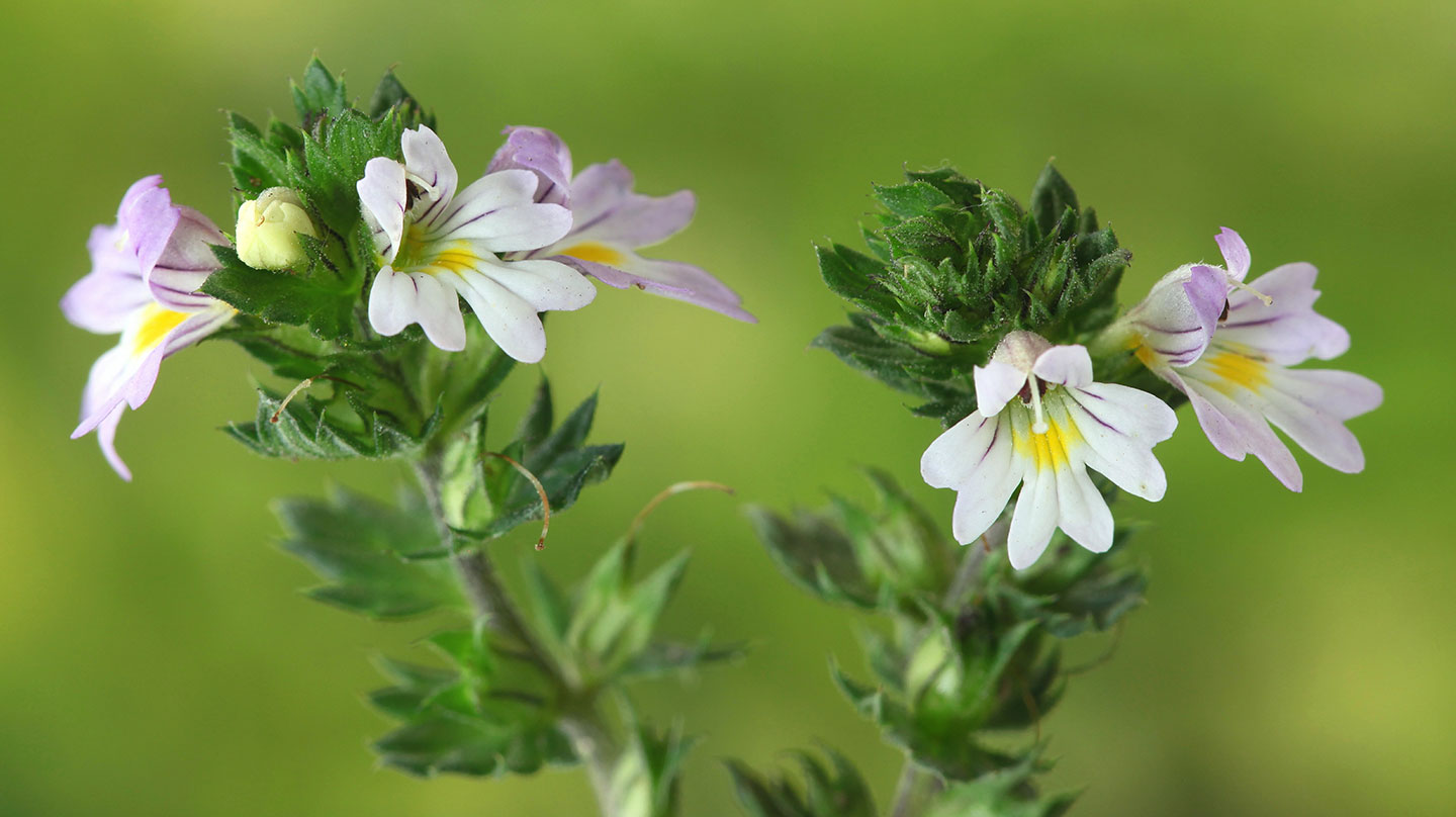 Echte Hilfe durch den Echten Augentrost Euphrasia - echter Augentrost - Hilfe bei Augenleiden
