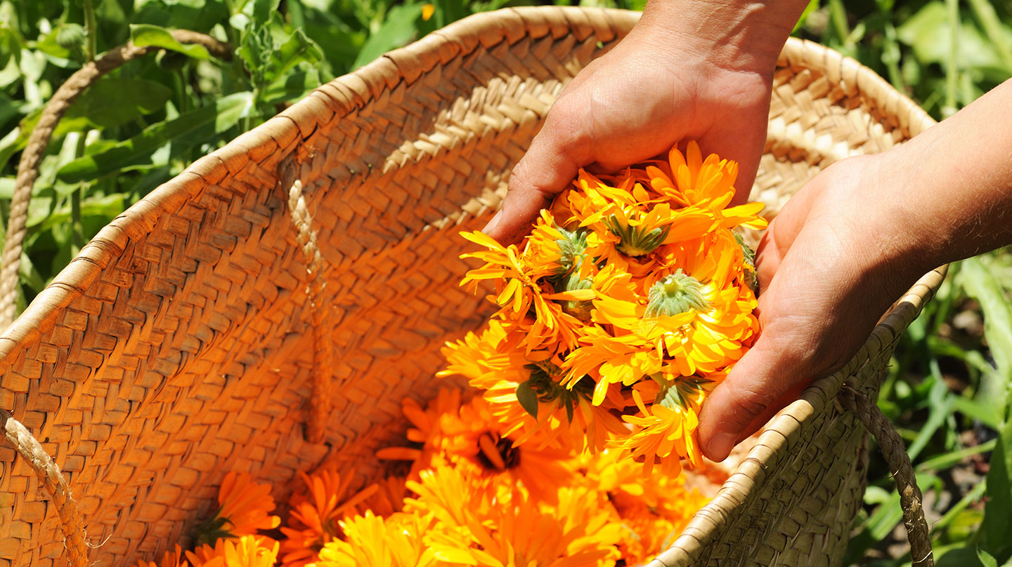 Ringelblume: Große Kraft bei kleinen Wunden Heilwirkung der Ringelblume