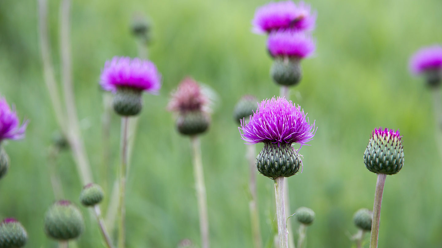 Mariendistel: Schutz für Leber und Galle Mariendistel für Leber und Galle
